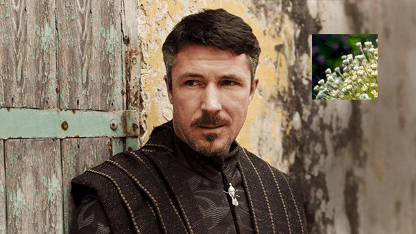 Peter Baelish Littlefinger from Game of Thrones Redirection plugin icon
