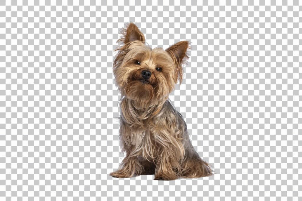 A Yorkshire Terrier dog on a transparent background pattern.