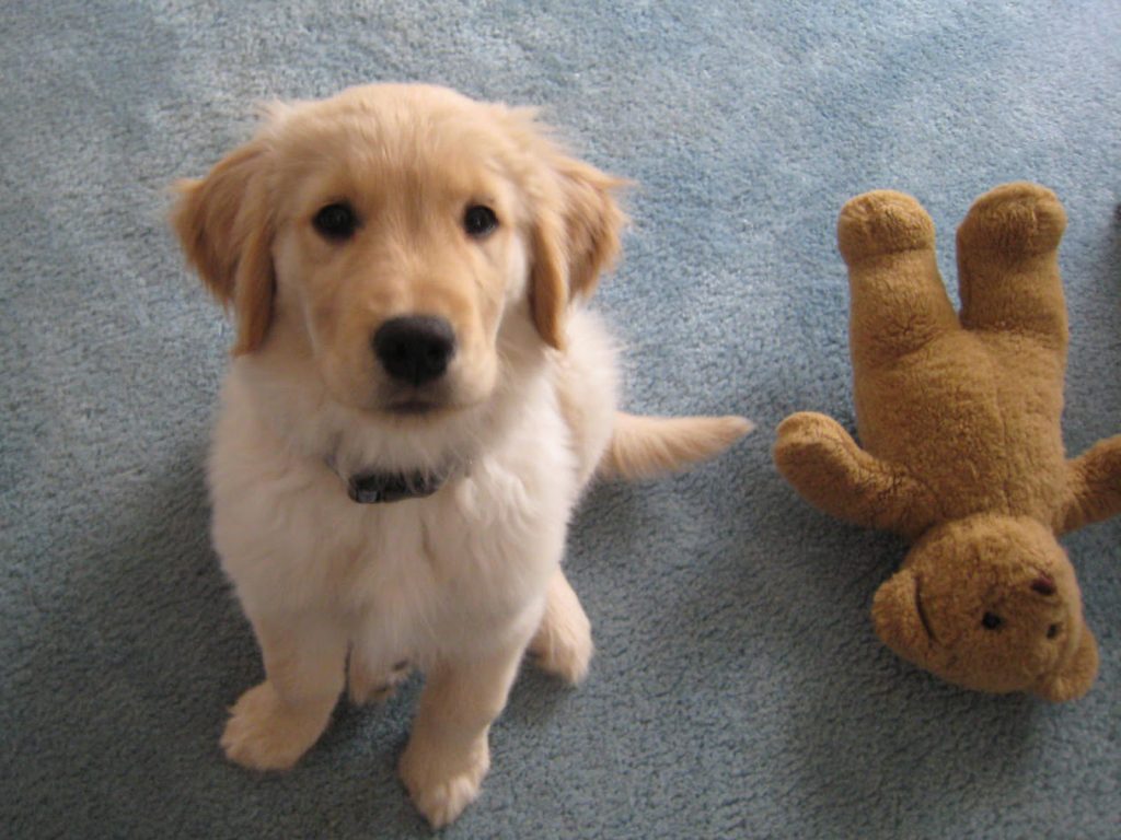 Finn the Golden Retriever as a puppy