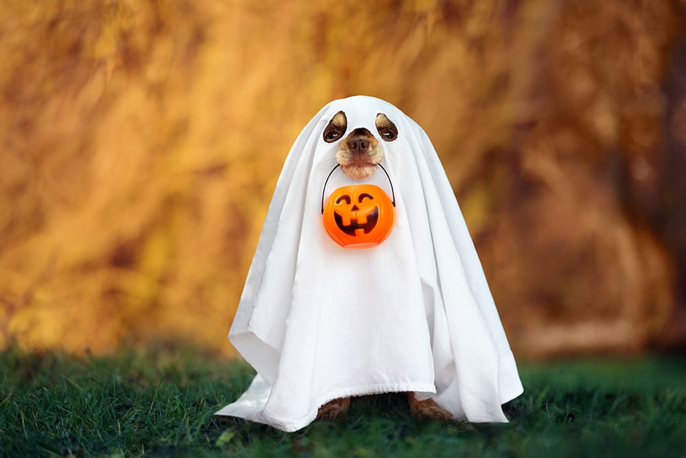 dog wearing a ghost costume, being spooky